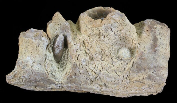 Mosasaur (Platecarpus) Jaw Section - Kansas #60668